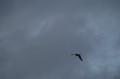  Ecluse Evry et bords de seine  - Les Oiseaux Ecluse d evry 473